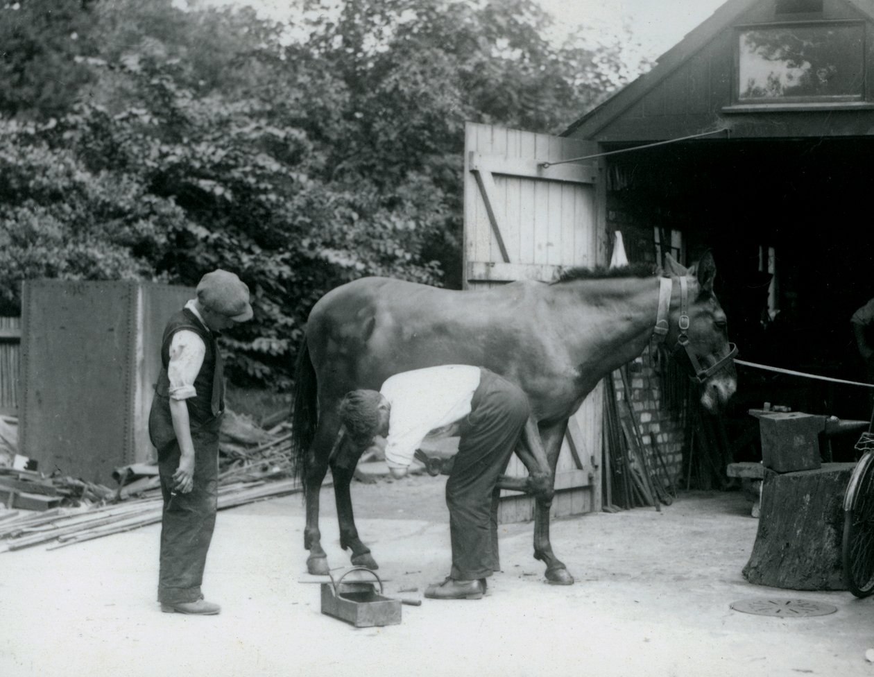 1924年にロンドン動物園で飼われているラバ 作： フレデリックウィリアムボンド