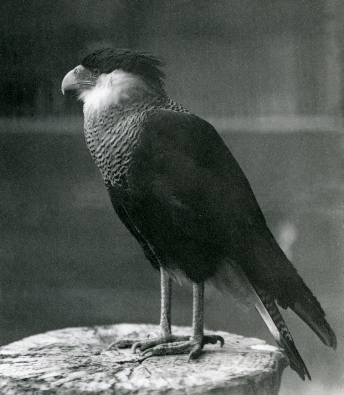 1930年以前のロンドン動物園のノーザンクレステッドカラカラ 作： フレデリックウィリアムボンド