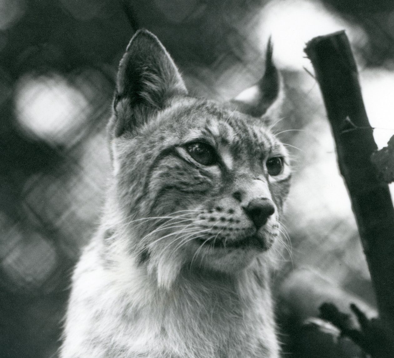 1925年7月、ロンドン動物園の北リンクス 作： フレデリックウィリアムボンド