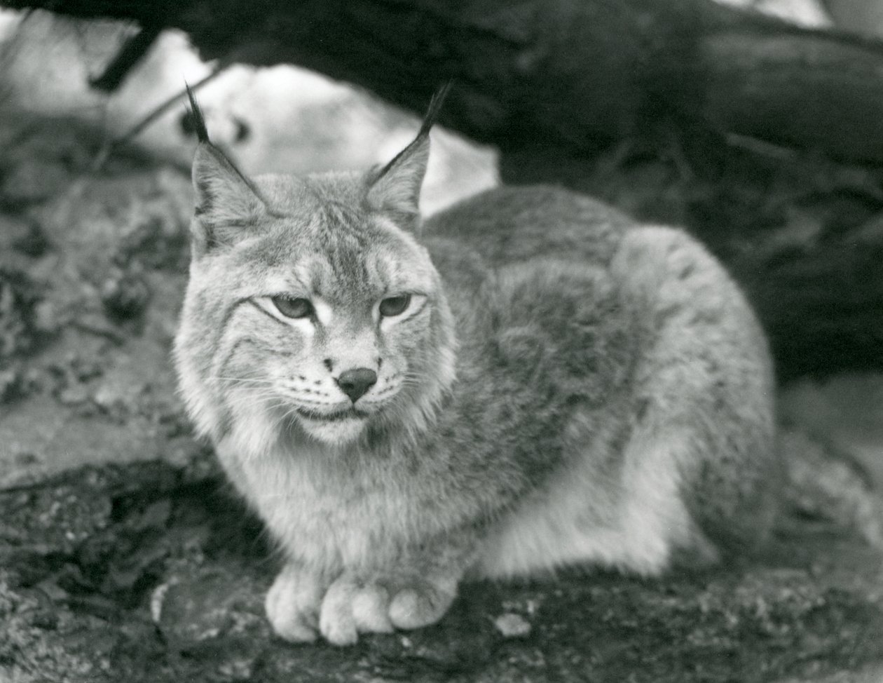 岩の上に座っている北リンクス、ロンドン動物園、1925年10月 作： フレデリックウィリアムボンド
