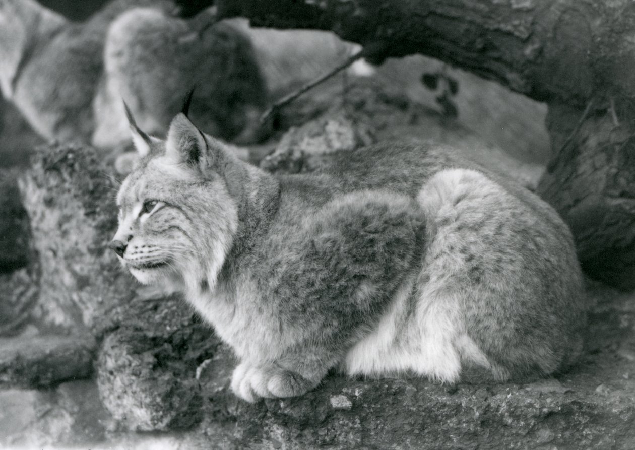 岩の上に座っている北リンクス、ロンドン動物園、1925年10月 作： フレデリックウィリアムボンド