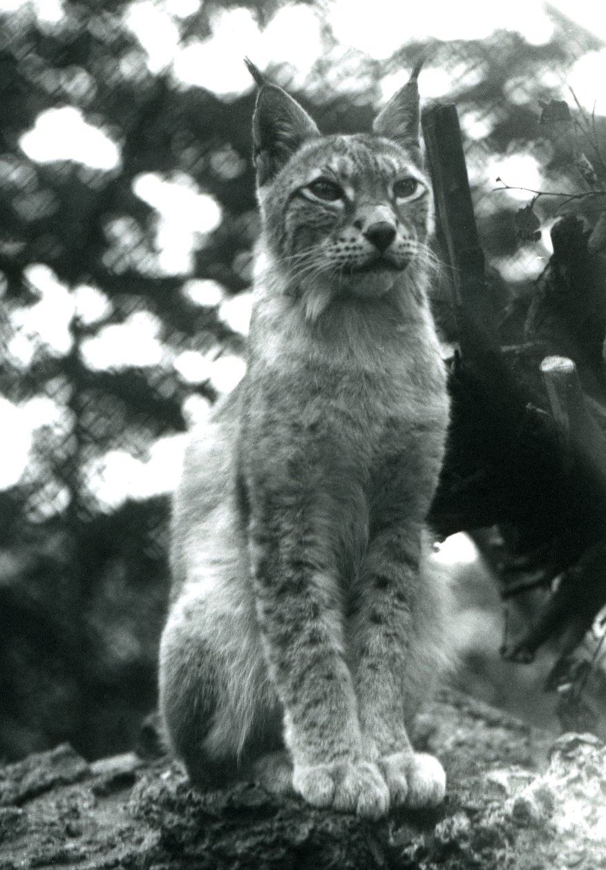 1925年7月、ロンドン動物園に座っている北リンクス 作： フレデリックウィリアムボンド