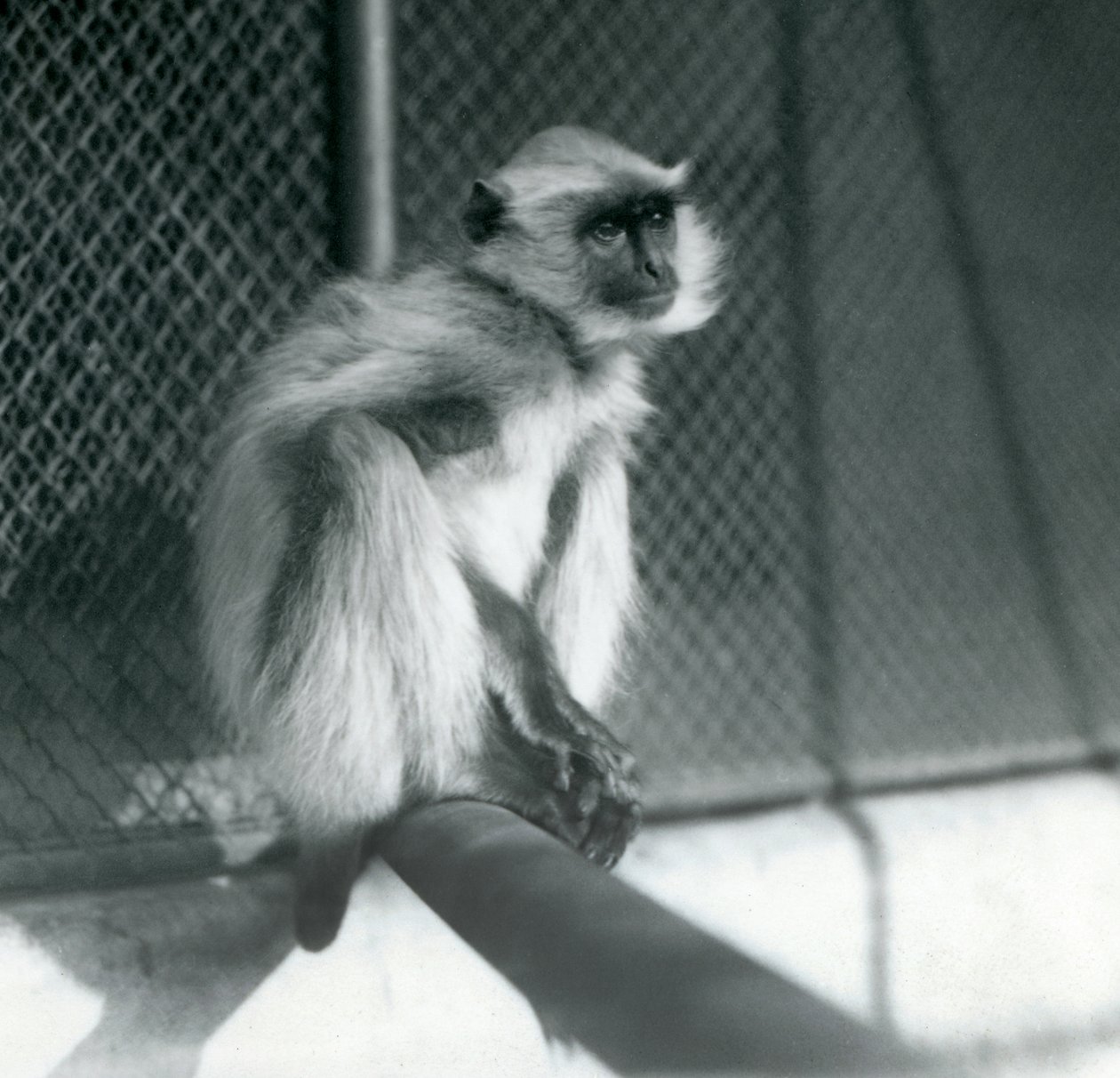 1928年、ロンドン動物園の囲いの中で止まり木に座るノーザン・プレインズ・グレイ・ラングール（モノクロ写真 作： フレデリックウィリアムボンド