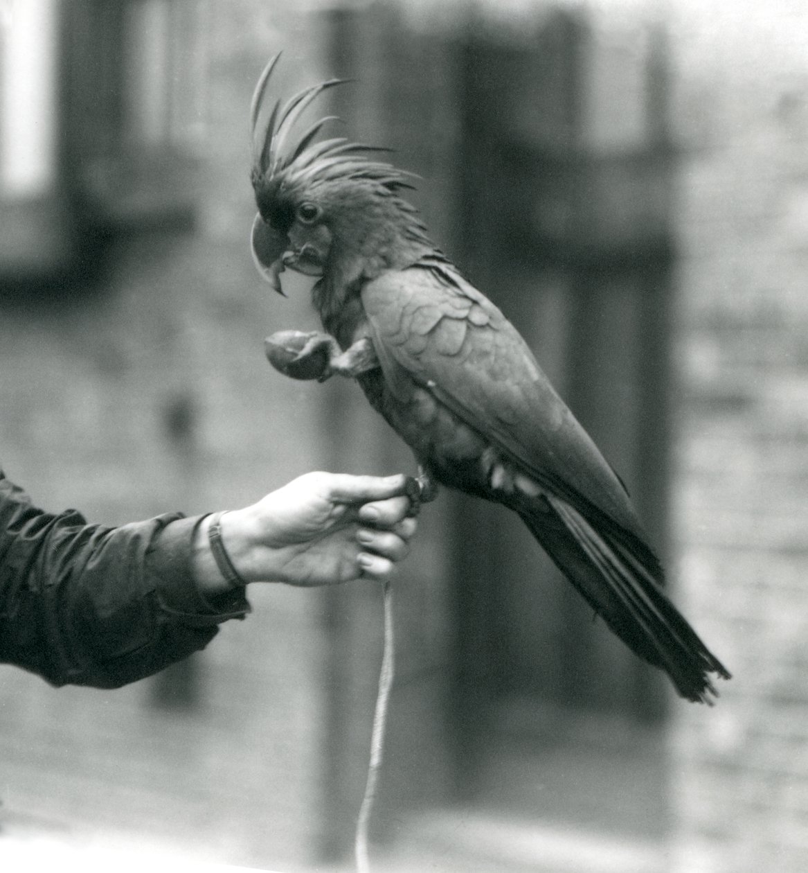 1927年9月、もう1つのnLondon動物園で、片方の足でキーパーの指をつかみ、卵形のおやつを持っているPalmGoliathGreat Black Cockatoo。 作： フレデリックウィリアムボンド