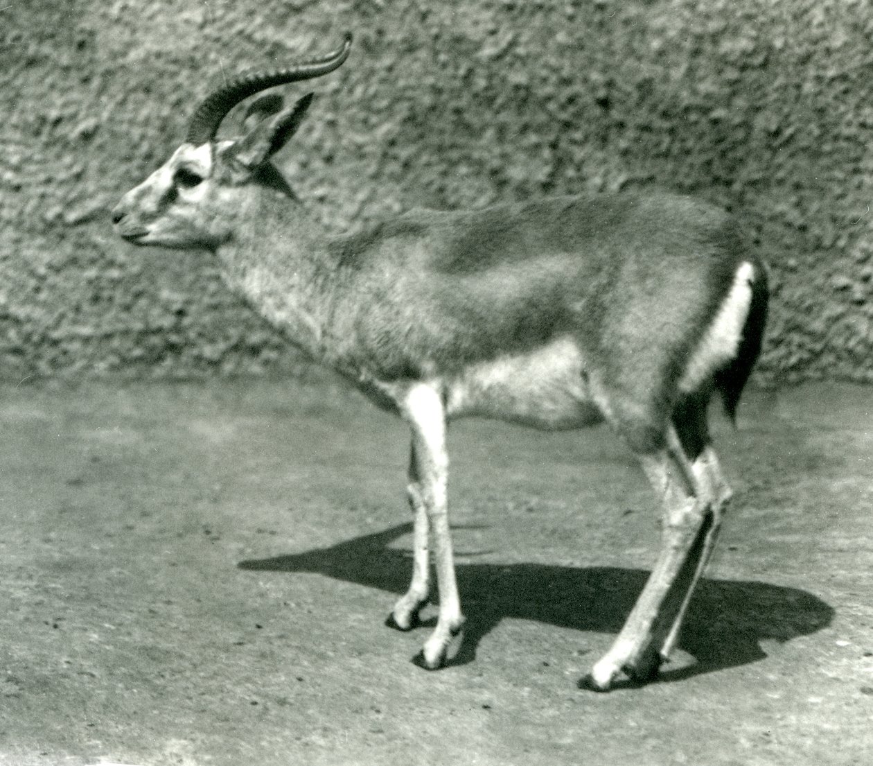 1925年6月にロンドン動物園で行われたペルシャガゼル 作： フレデリックウィリアムボンド