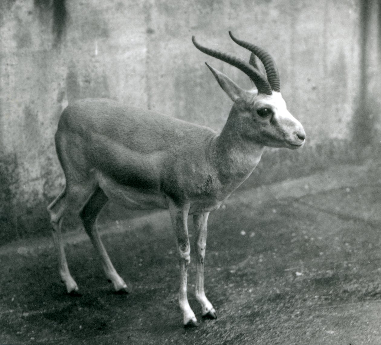 1927年8月、ロンドン動物園でのペルシャ、イタチ、または黒尾ガゼル 作： フレデリックウィリアムボンド