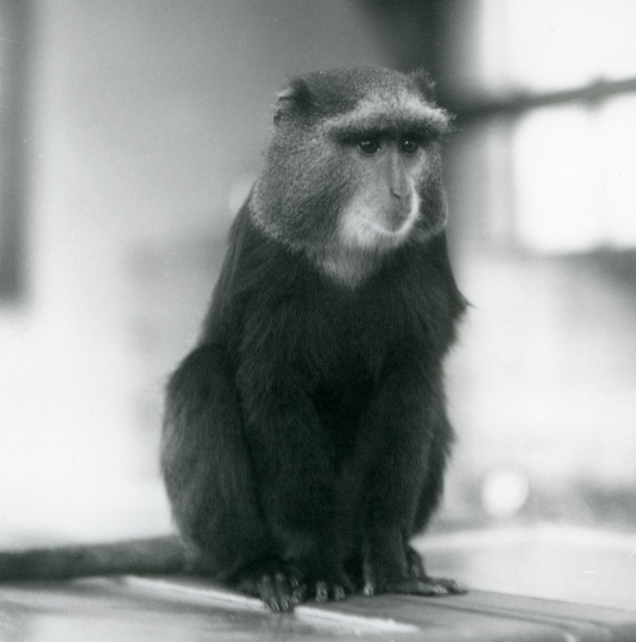 ベンチに座るプルートモンキー（ブルーモンキー）（ロンドン動物園 作： フレデリックウィリアムボンド