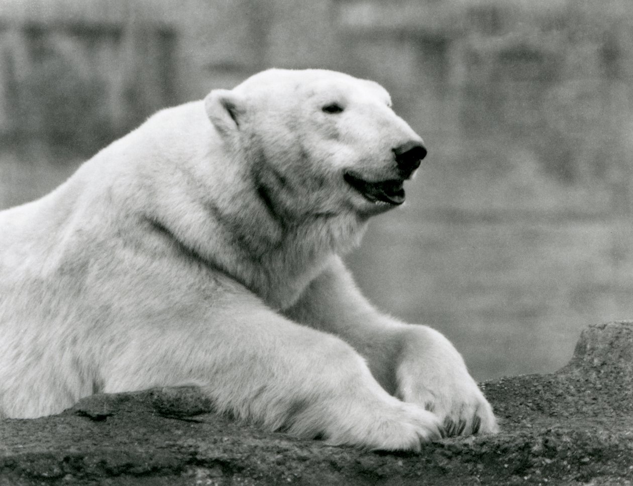 1931年、ロンドン動物園の岩場で休むホッキョクグマ（モノクロ写真 作： フレデリックウィリアムボンド
