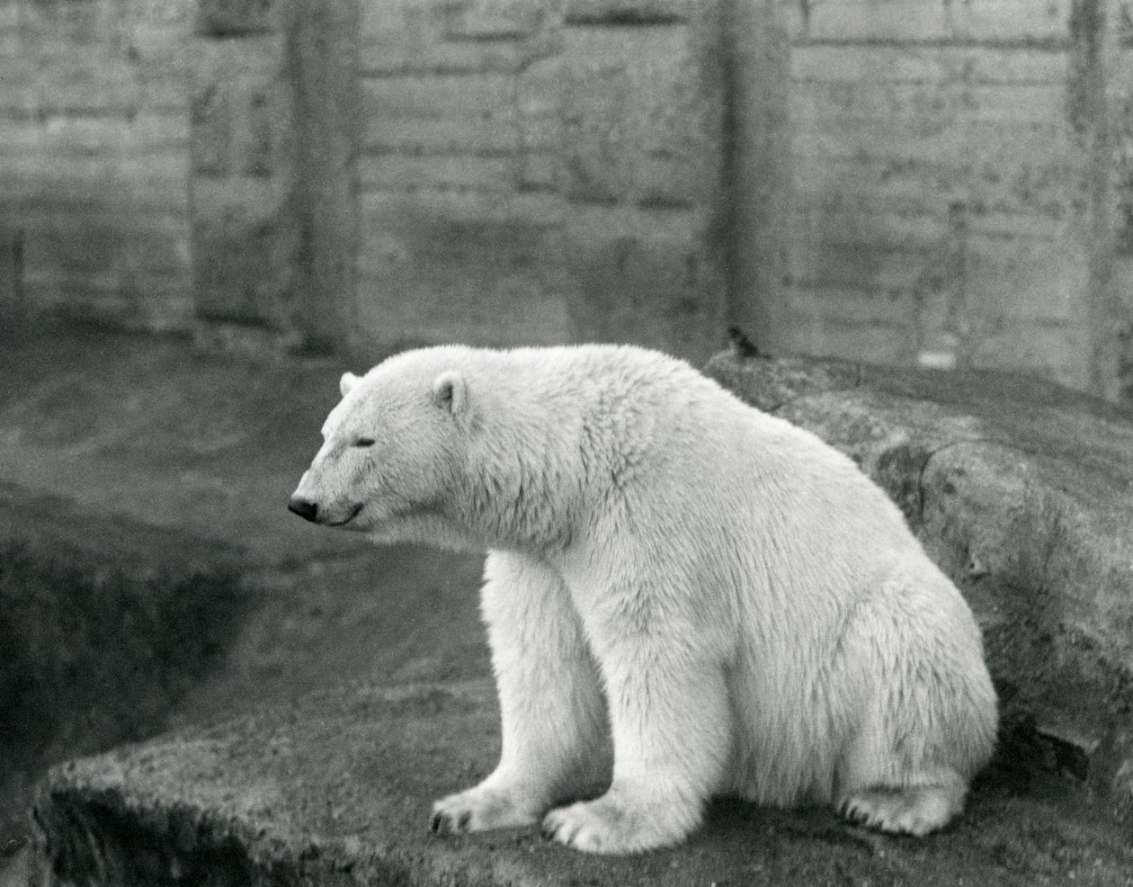 1927年9月にロンドン動物園の岩だらけの棚に座っているシロクマ