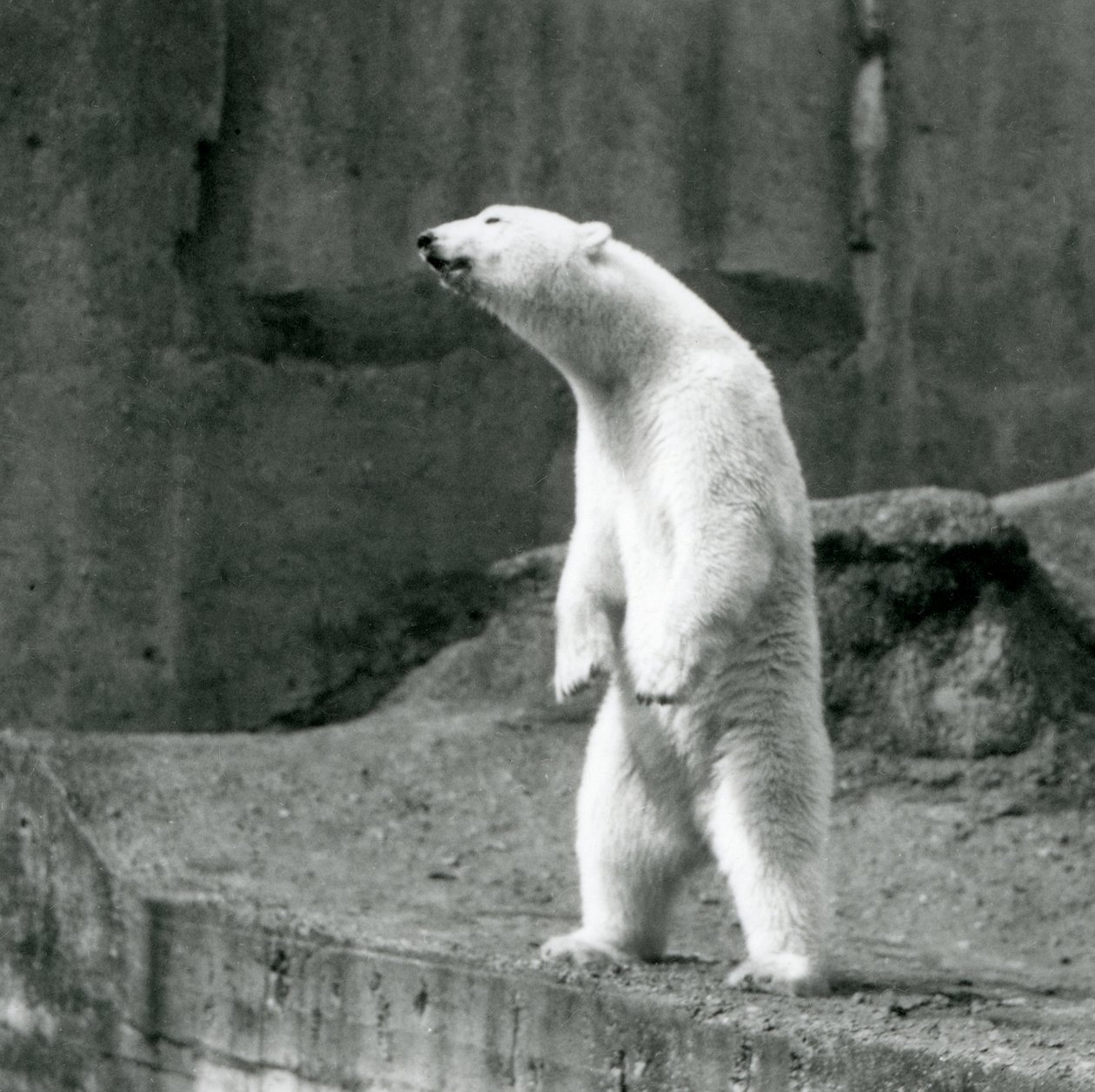 ロンドン動物園のマッピンテラスにある囲いの端で、後ろ足で背筋を伸ばしているホッキョクグマ 作： フレデリックウィリアムボンド