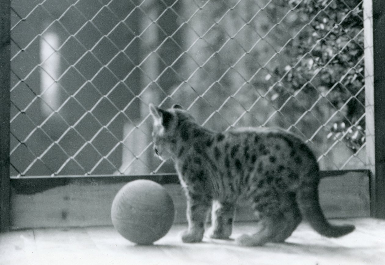球形のプーマの子猫、囲いの外を眺める、ロンドン動物園、1923 作： フレデリックウィリアムボンド