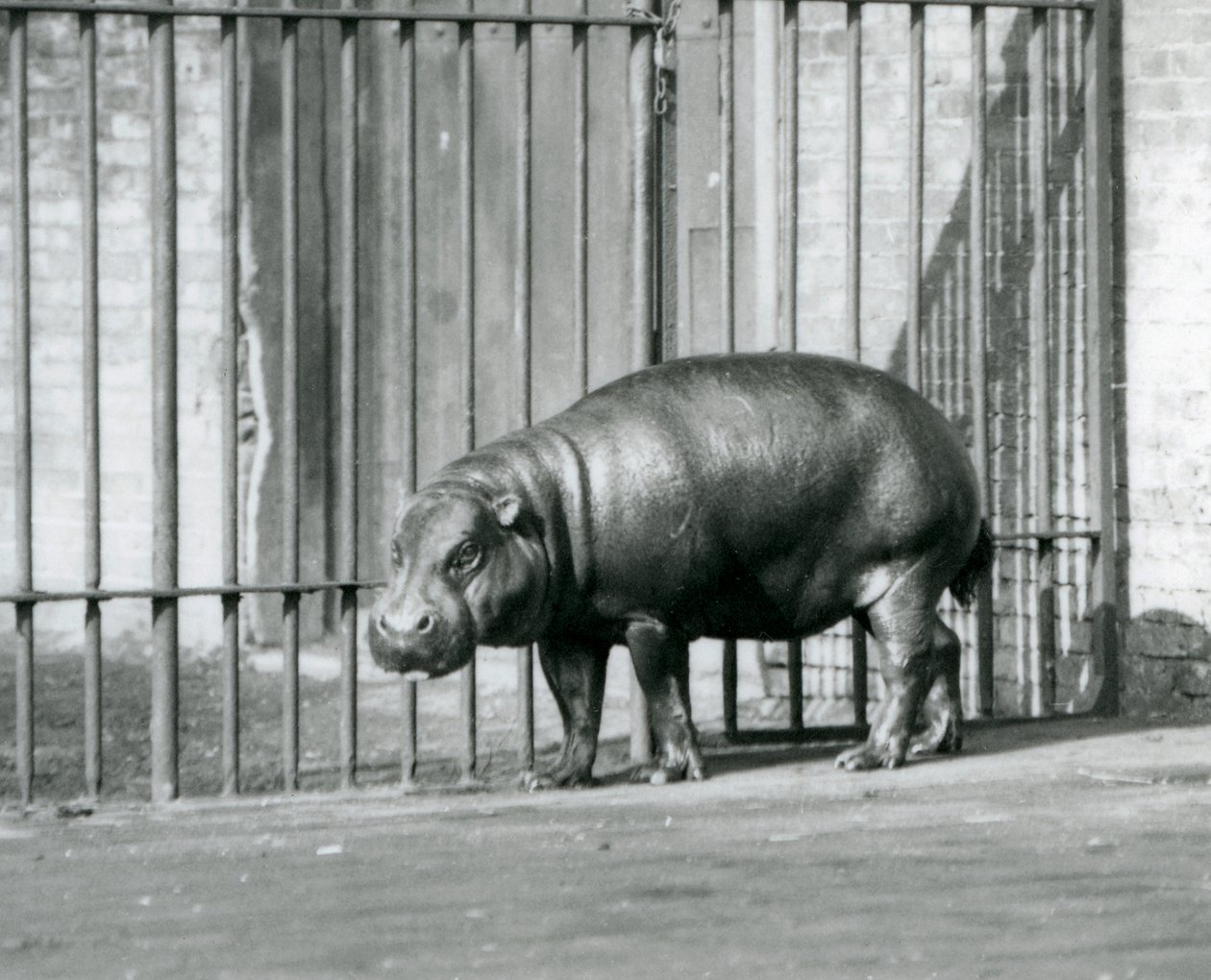 1927年のロンドン動物園でのピグミーカバ 作： フレデリックウィリアムボンド