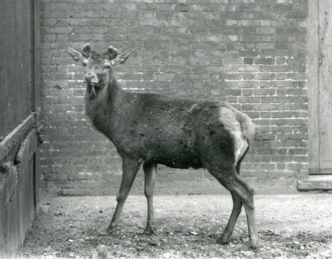 鹿の角が生えてきたアカシカの雄鹿（ロンドン動物園、1928年8月）（モノクロ写真 作： フレデリックウィリアムボンド