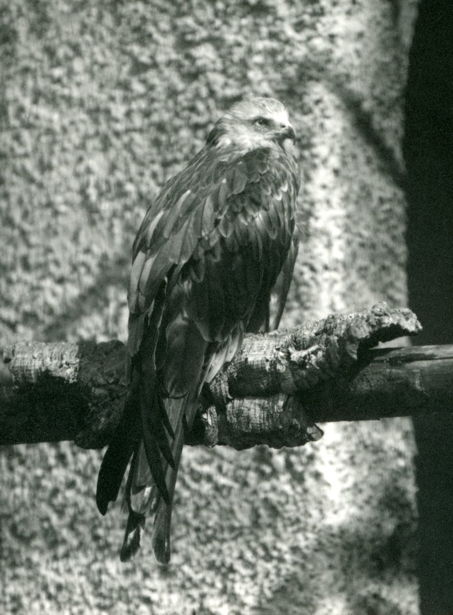 1924年にロンドン動物園の枝に止まった赤い凧 作： フレデリックウィリアムボンド