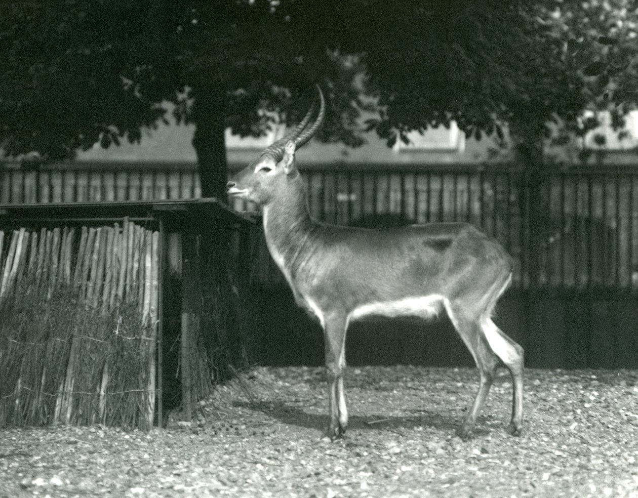 1924年7月、ロンドン動物園での赤いLechwe 作： フレデリックウィリアムボンド