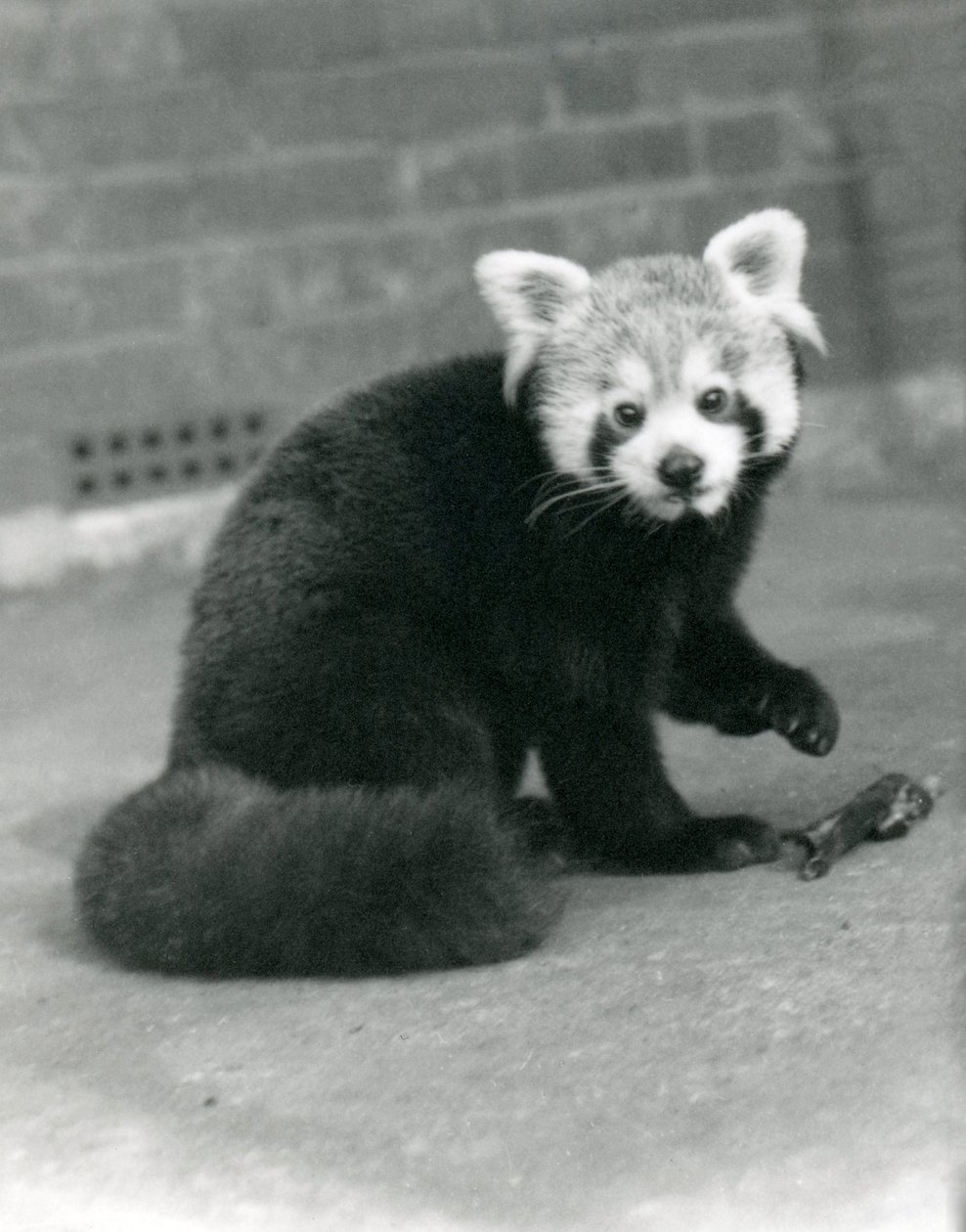 1917年にロンドン動物園に座っているレッサーパンダ。
