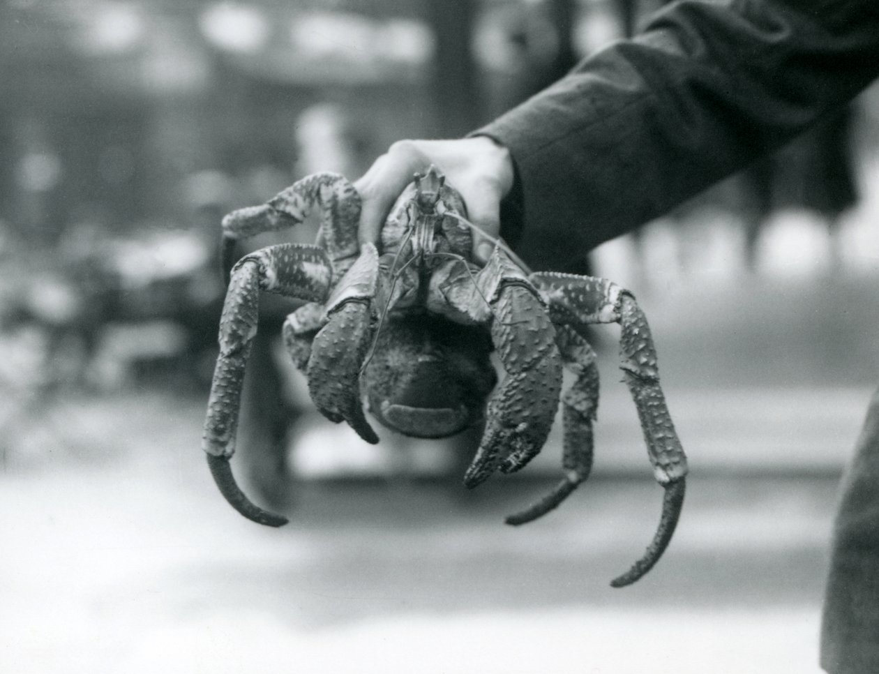 1927年7月、ロンドン動物園で飼育係に拘束された強盗カニまたはココナッツカニ 作： フレデリックウィリアムボンド