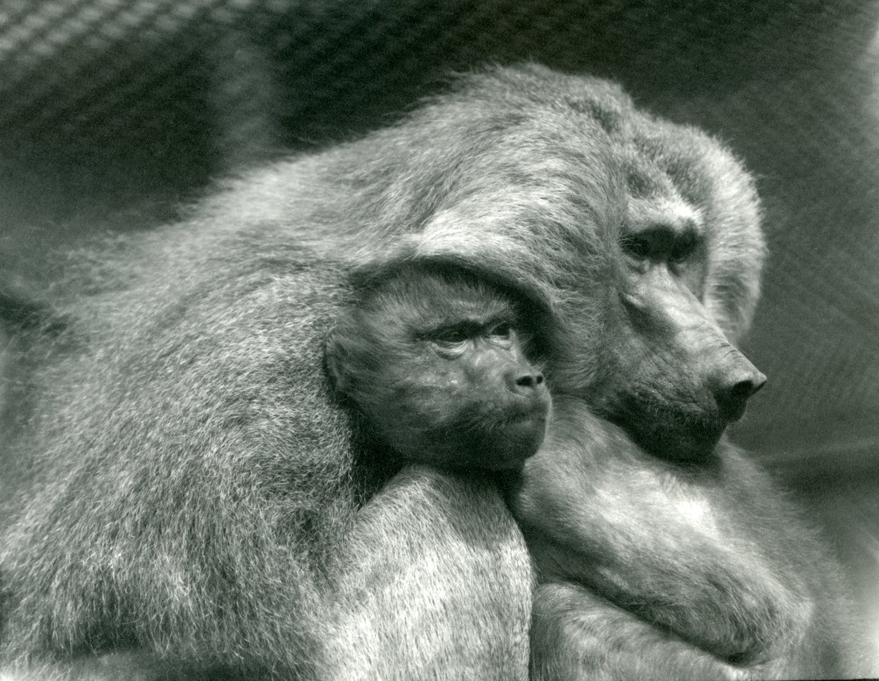1924年7月、ロンドン動物園で幼い子供を連れた聖なるヒヒ 作： フレデリックウィリアムボンド