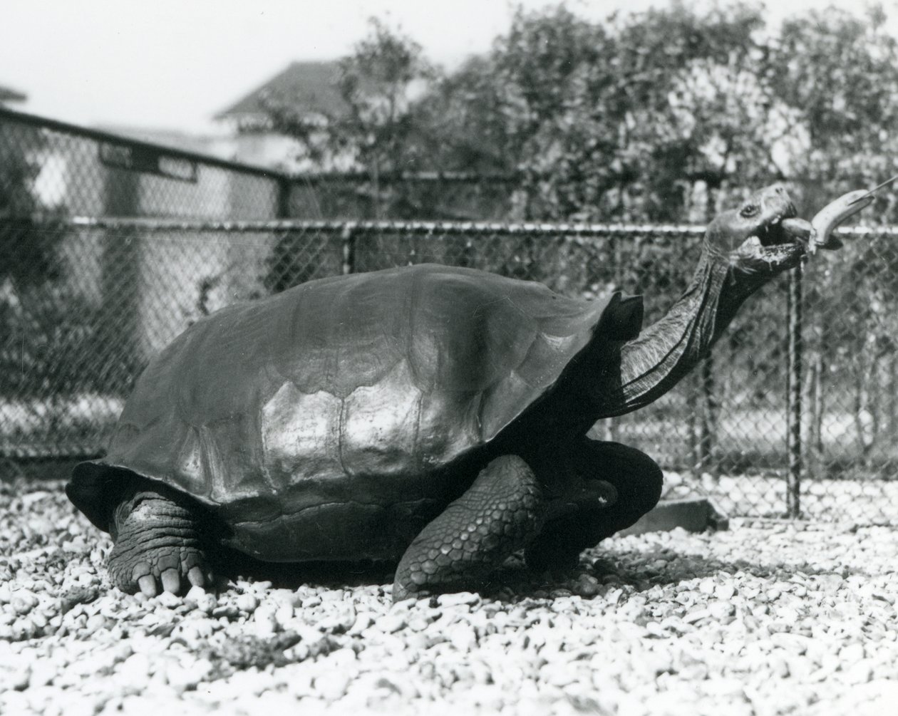 棒状のバナナで餌付けされるサドルバック、ガラパゴスゾウガメ（モノクロ写真 作： フレデリックウィリアムボンド