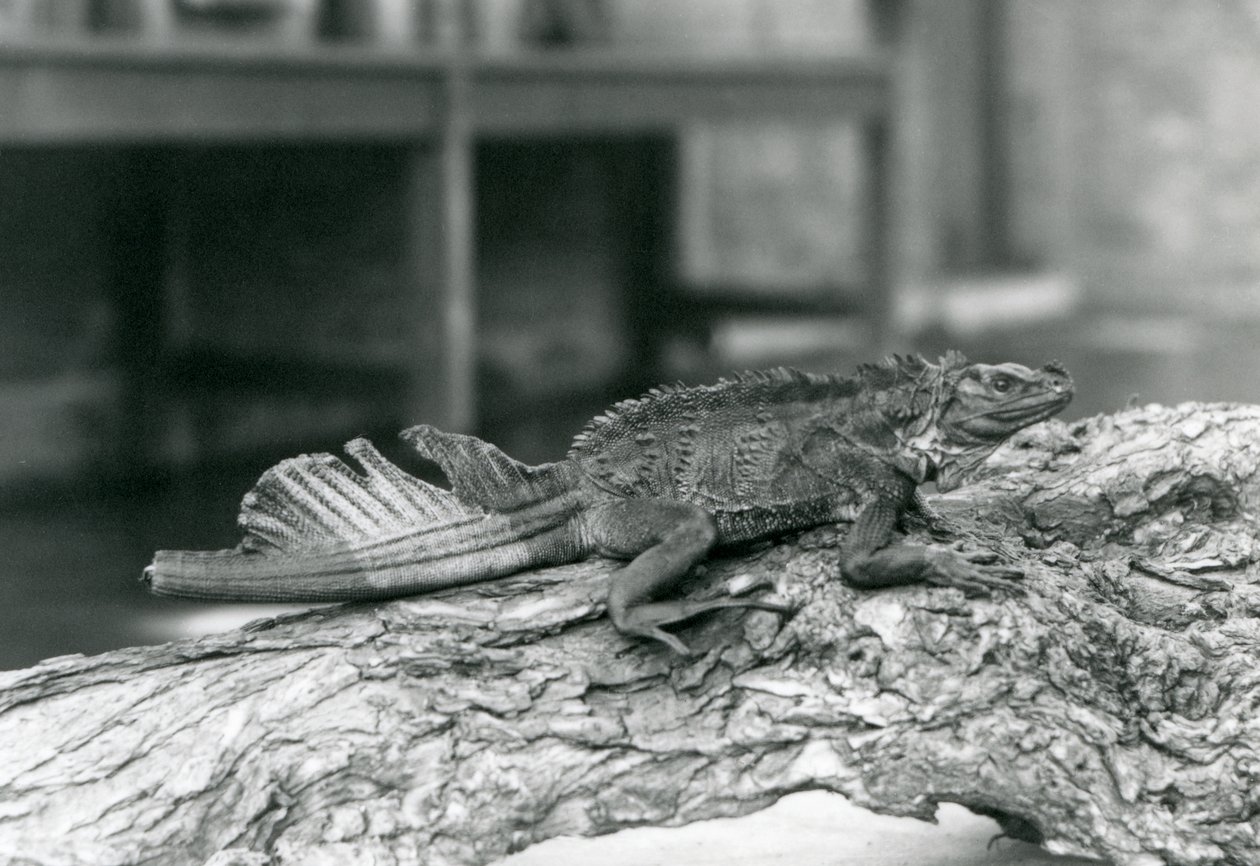 1928年、ロンドン動物園の丸太の上で休んでいる尾を傷めたセイルフィントカゲ（モノクロ写真 作： フレデリックウィリアムボンド