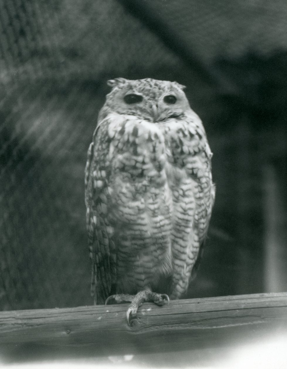1925年9月、ロンドン動物園の枝で休んでいるSavingysファラオワシフクロウ 作： フレデリックウィリアムボンド