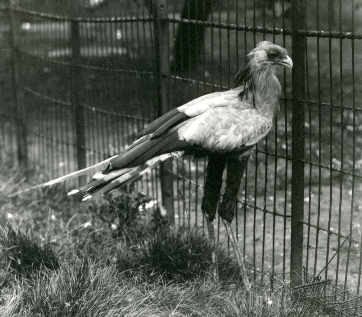 1923年9月、ロンドン動物園の秘書の鳥 作： フレデリックウィリアムボンド