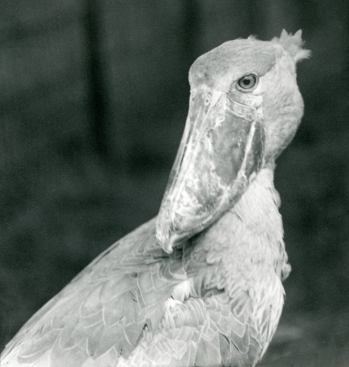 1926年7月、ロンドンの動物園でコウノトリを請求 作： フレデリックウィリアムボンド