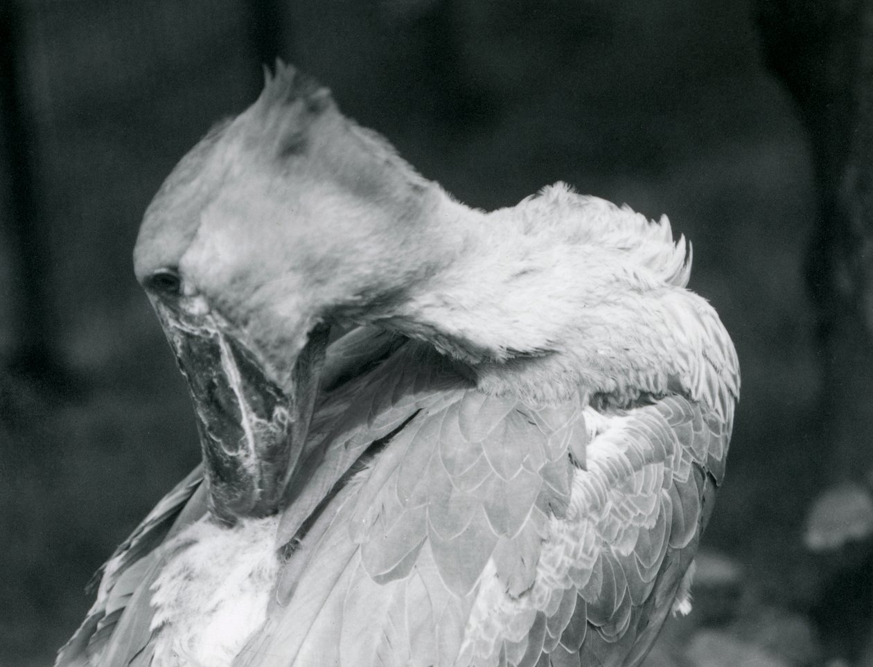 1926年にロンドン動物園で羽を修復しているハシビロコウ 作： フレデリックウィリアムボンド