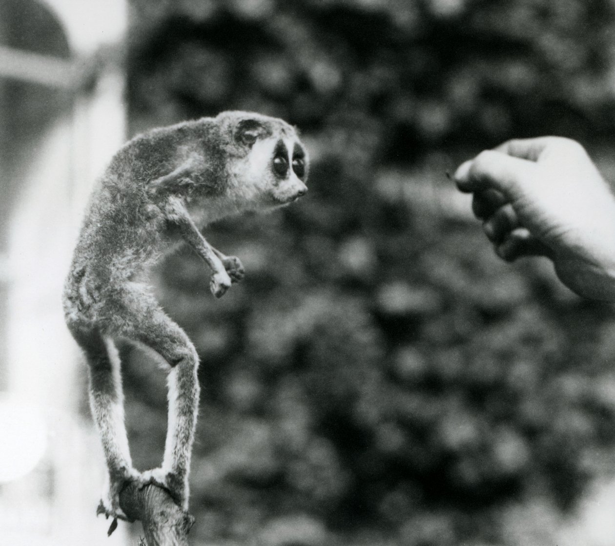 1926年8月にロンドンズーで飼育されているミミズの餌を与えられた飼育員の手を見て、枝に直立した細身のロリス 作： フレデリックウィリアムボンド