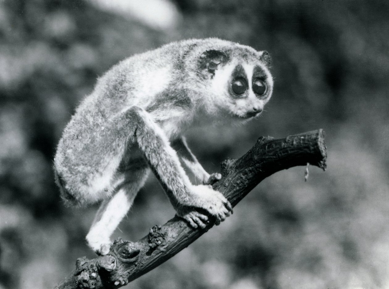 枝の上を歩く細いロリス、ロンドン動物園、1926年8月 作： フレデリックウィリアムボンド