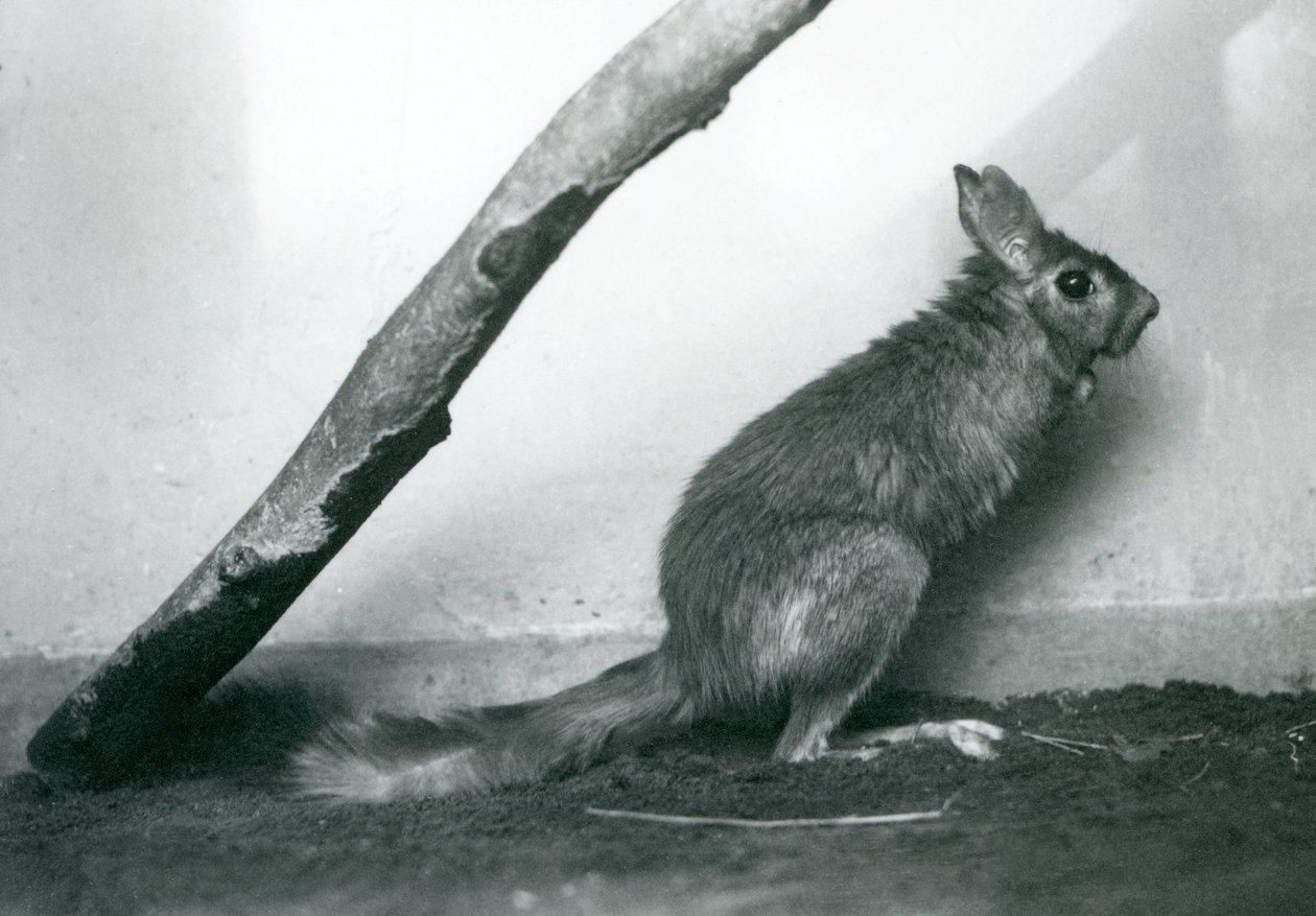 1925年12月、ロンドン動物園の囲いの枝の下に座っている南アフリカ産のSpringhareCape Jumping Hare 作： フレデリックウィリアムボンド