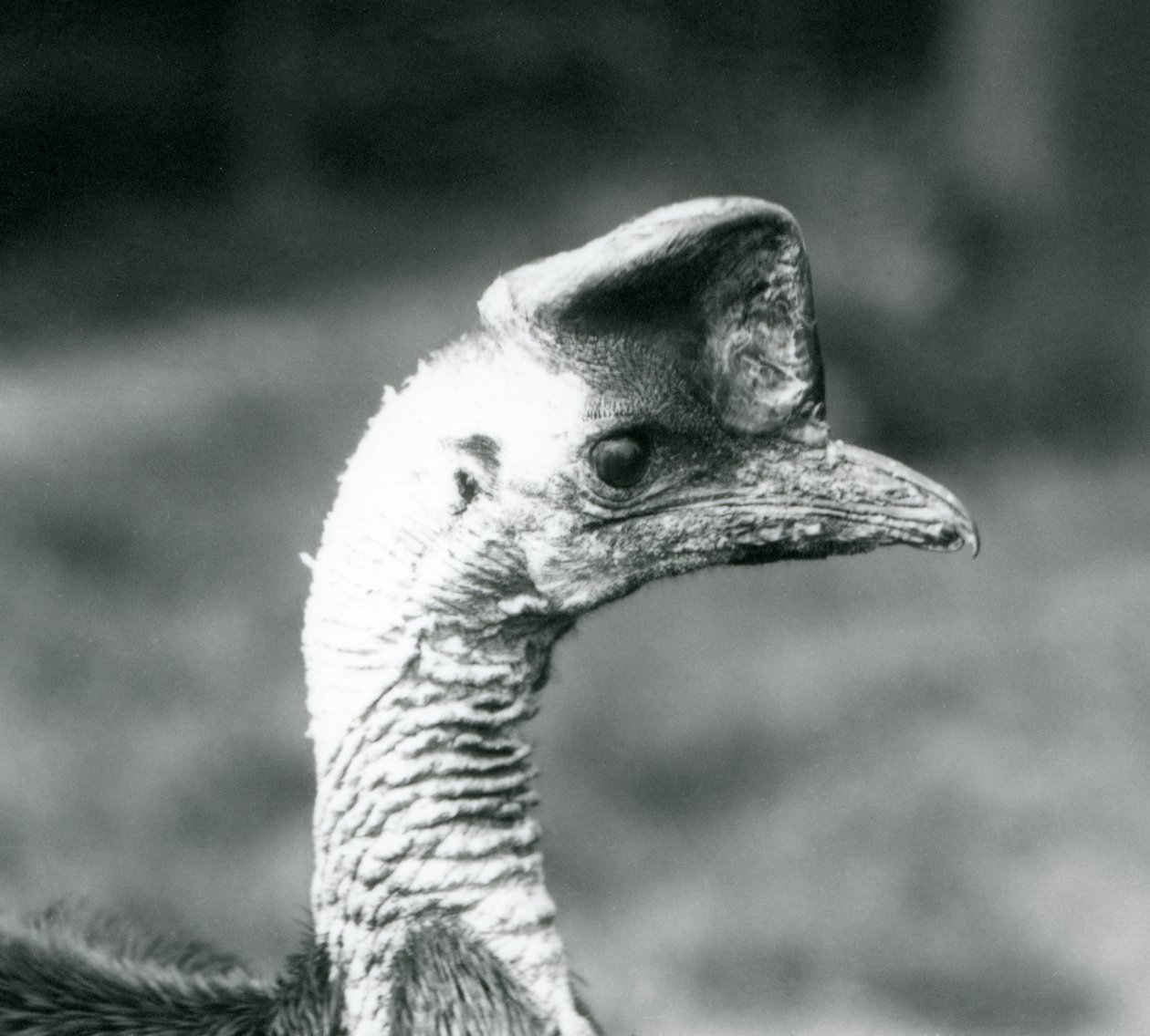 1925年6月、ロンドン動物園でのヒクイドリ 作： フレデリックウィリアムボンド
