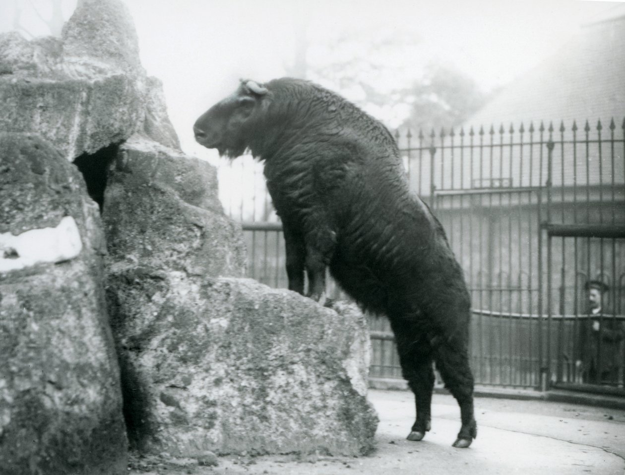 岩の上に前足をのせて直立するタキン（別名：キャトルシャモア、グヌヤギ）（ロンドン動物園 作： フレデリックウィリアムボンド