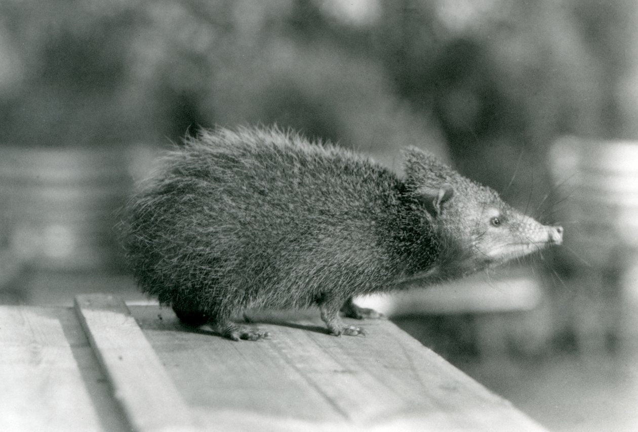 1929年、ロンドン動物園のテンレック（モノクロ写真 作： フレデリックウィリアムボンド