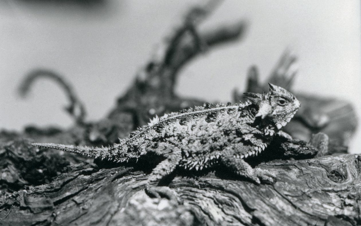 1928年9月、ロンドン動物園の丸太の上で休んでいるテキサスツノトカゲ/HornedToad/Horny Toad(モノクロ写真) 作： フレデリックウィリアムボンド