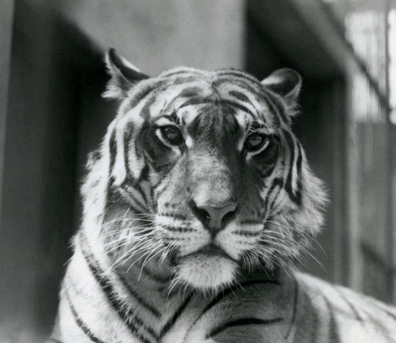 1924年7月、ロンドン動物園のトラ 作： フレデリックウィリアムボンド