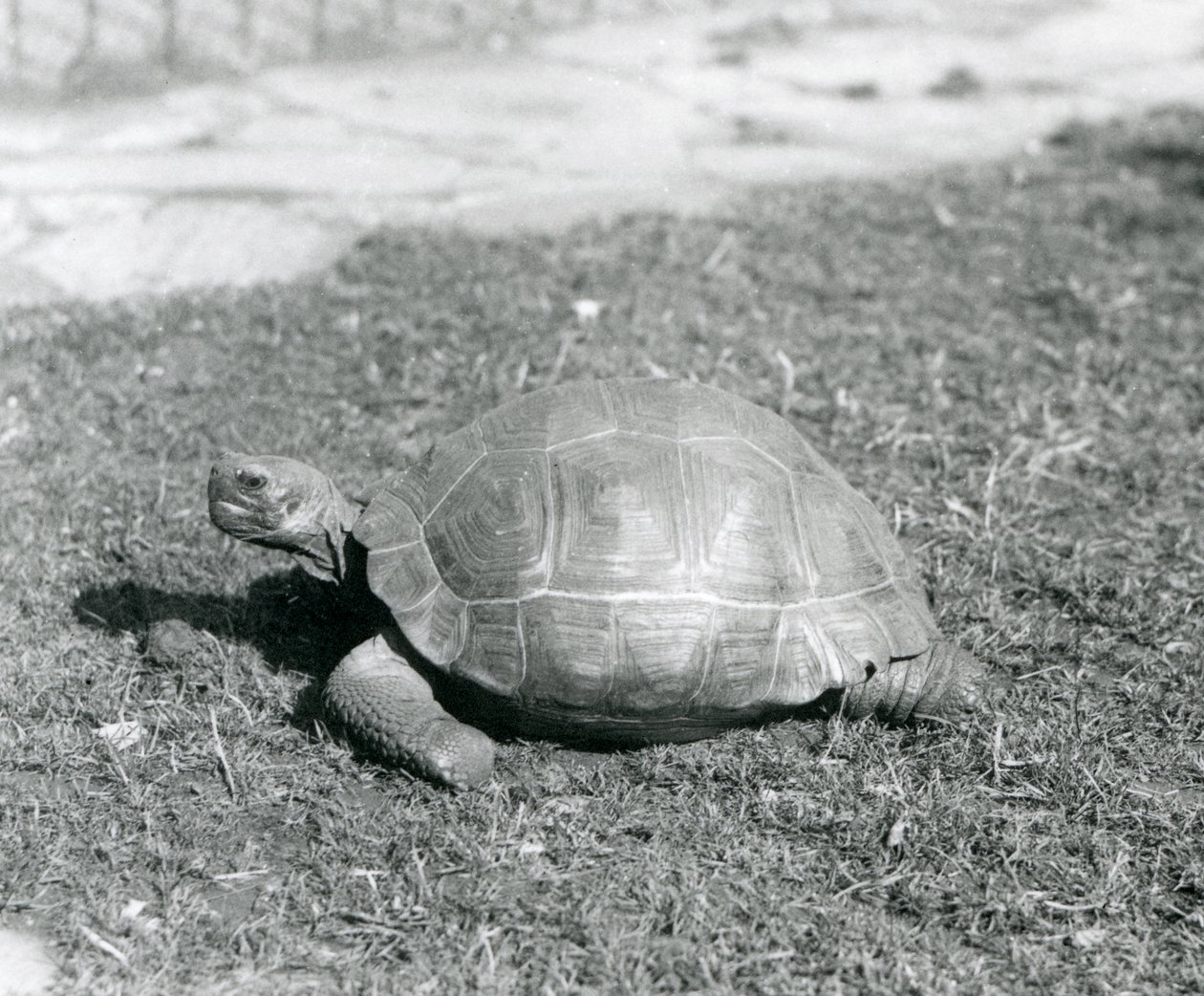 1926年、ロンドン動物園の草の上に立つカメ（モノクロ写真 作： フレデリックウィリアムボンド