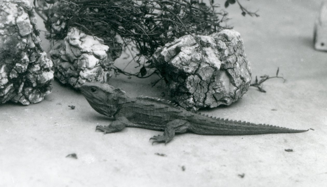 1927年にロンドン動物園のトゥアタラ 作： フレデリックウィリアムボンド