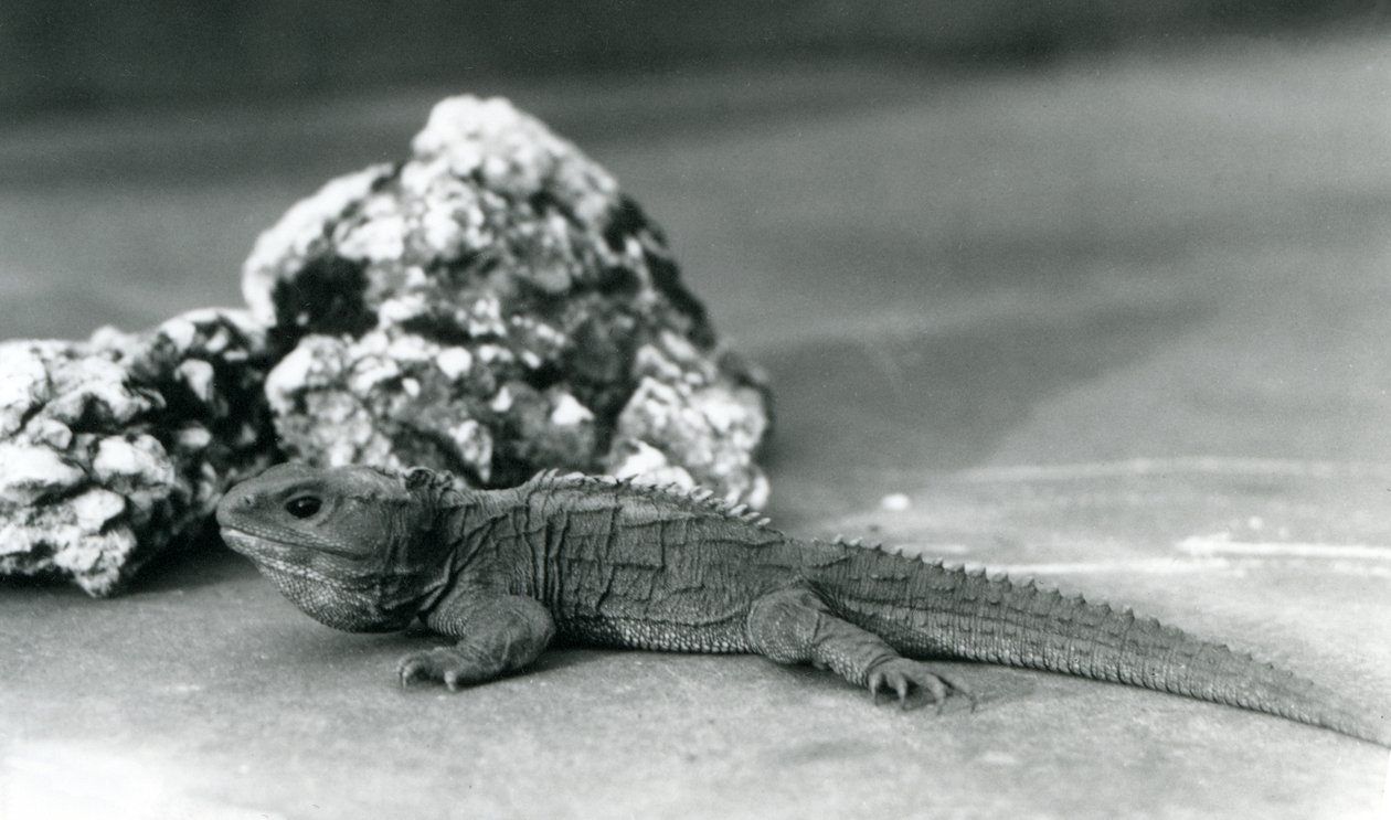 1928年、ロンドン動物園の岩の前に横たわるトゥアタラ（モノクロ写真 作： フレデリックウィリアムボンド