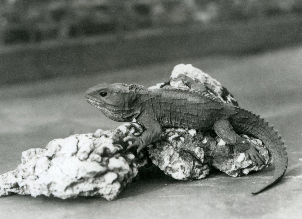 1929年、ロンドン動物園の岩の上に横たわるトゥアタラ（モノクロ写真 作： フレデリックウィリアムボンド