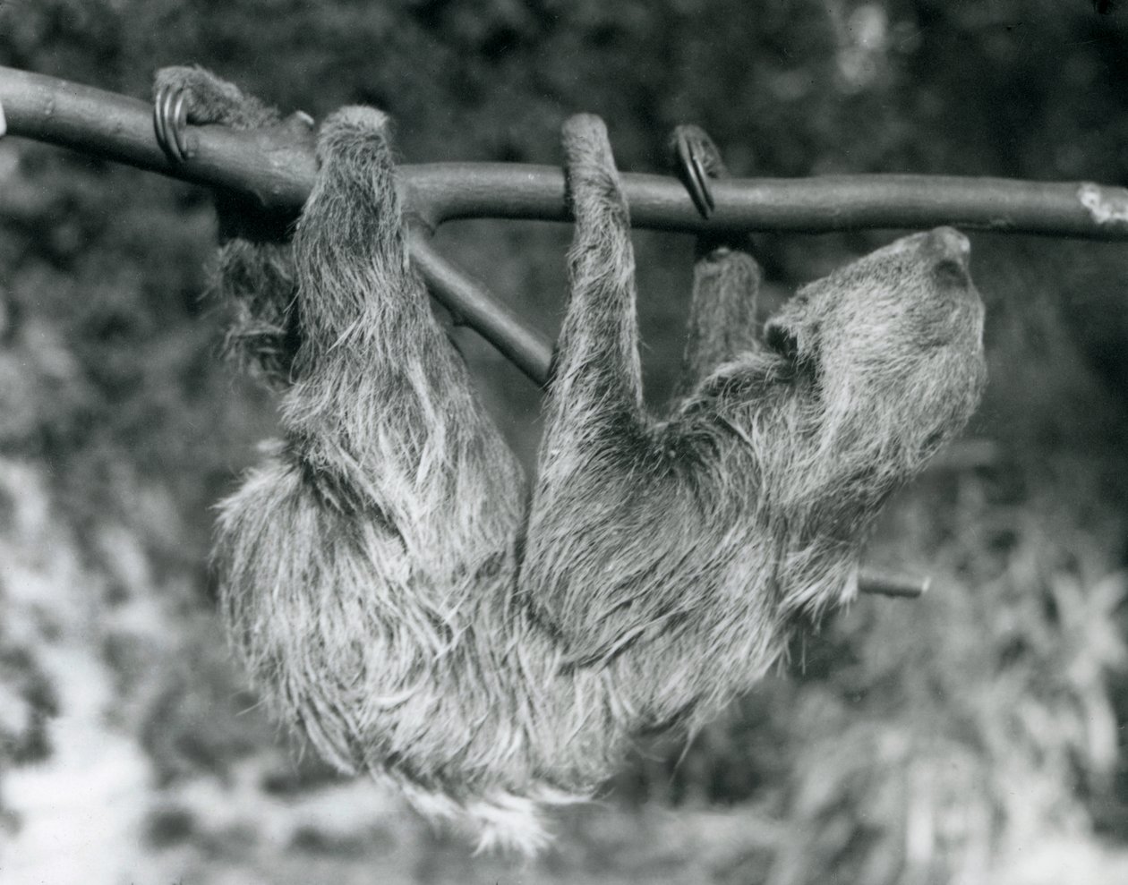 1927年にロンドンの動物園で切られた枝からぶら下がっているナマケモノ 作： フレデリックウィリアムボンド