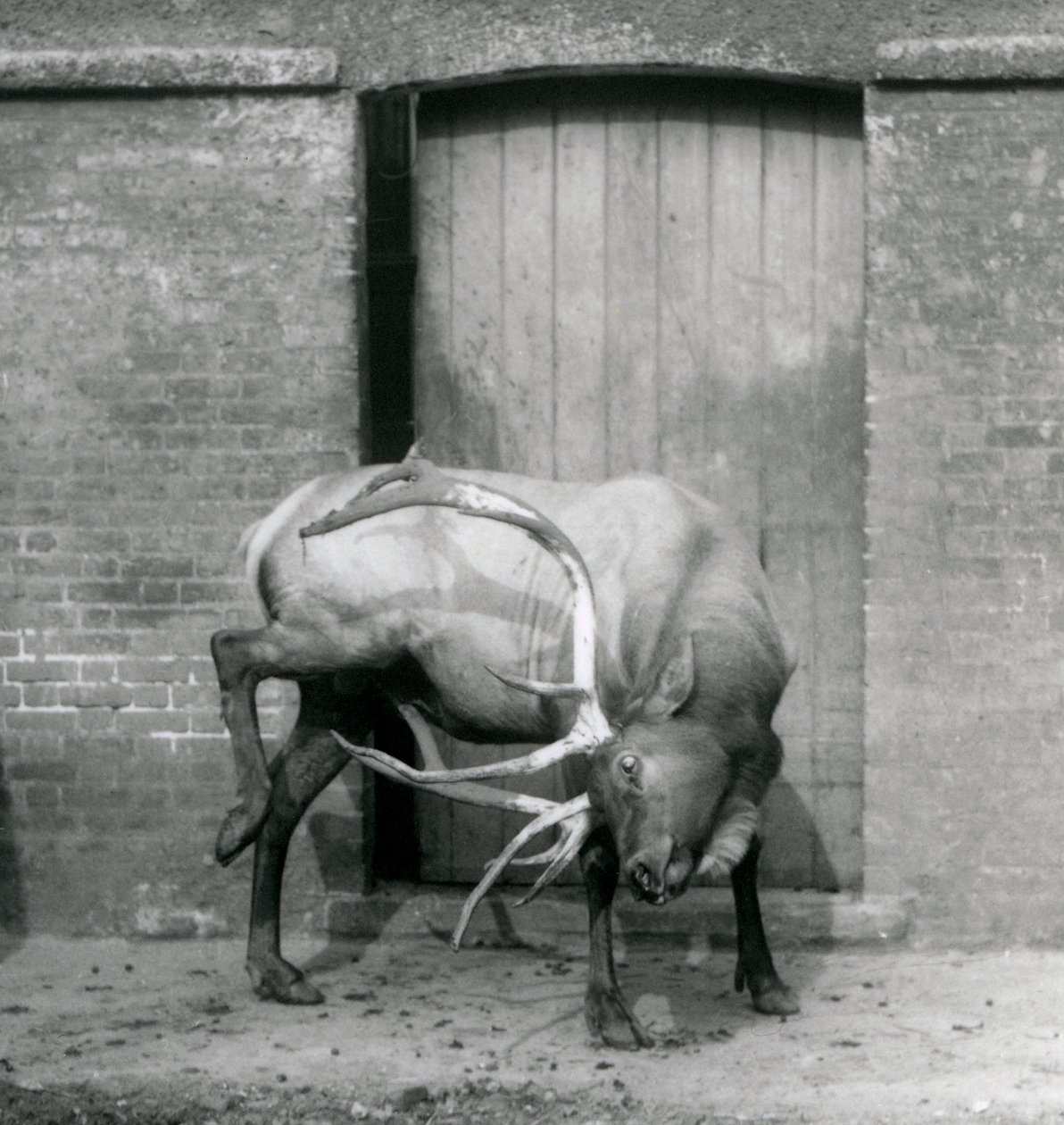 1927年9月にロンドン動物園の囲い地に立っているワピティエルクのクワガタ 作： フレデリックウィリアムボンド