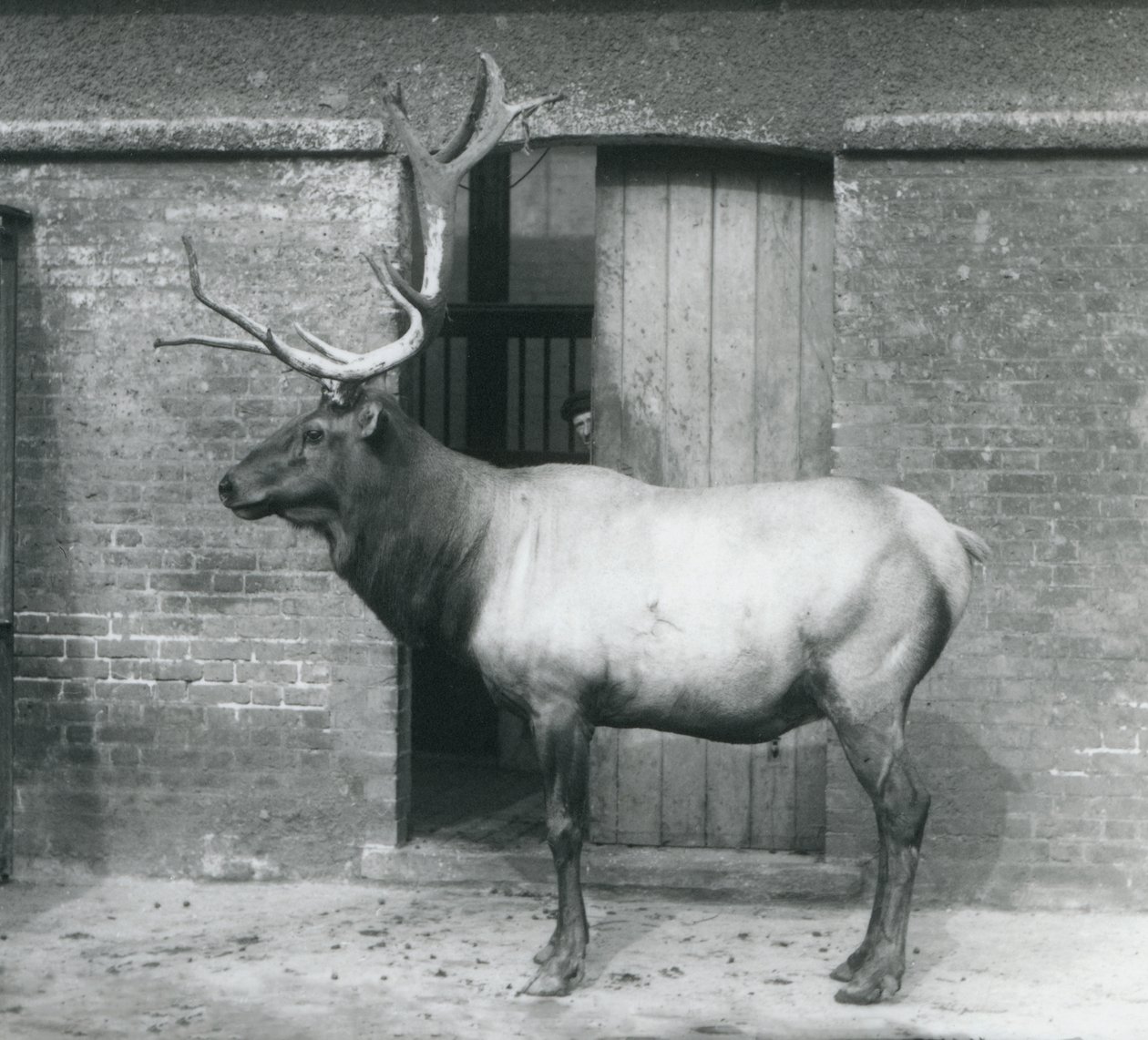 1927年9月にロンドン動物園の囲い地に立っているワピティエルクのクワガタ 作： フレデリックウィリアムボンド