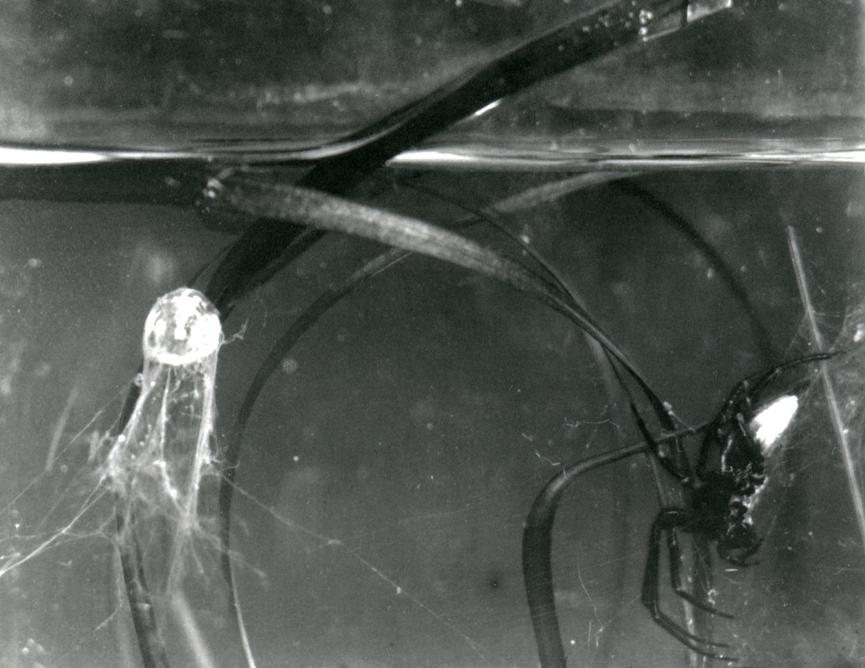 ウォータースパイダーとそのエアベルの水中、ロンドン動物園、1925年10月 作： フレデリックウィリアムボンド