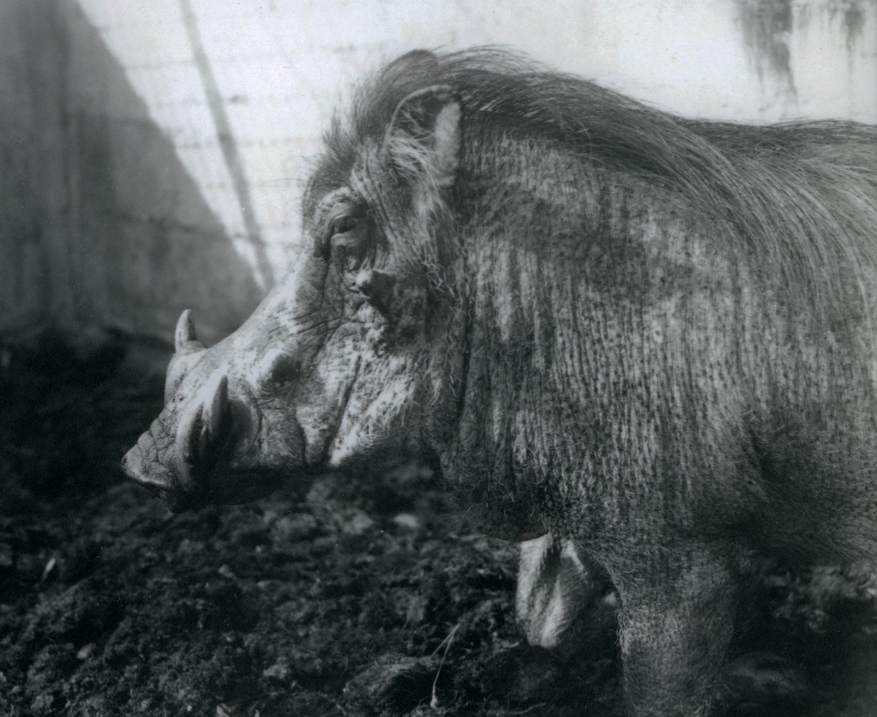 1927年にロンドン動物園で泥の中に立っているワトグ 作： フレデリックウィリアムボンド