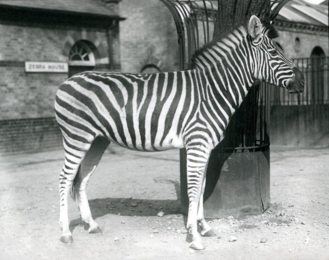 1925年にロンドン動物園のゼブラハウスの外のパドックにシマウマが立っています。 作： フレデリックウィリアムボンド