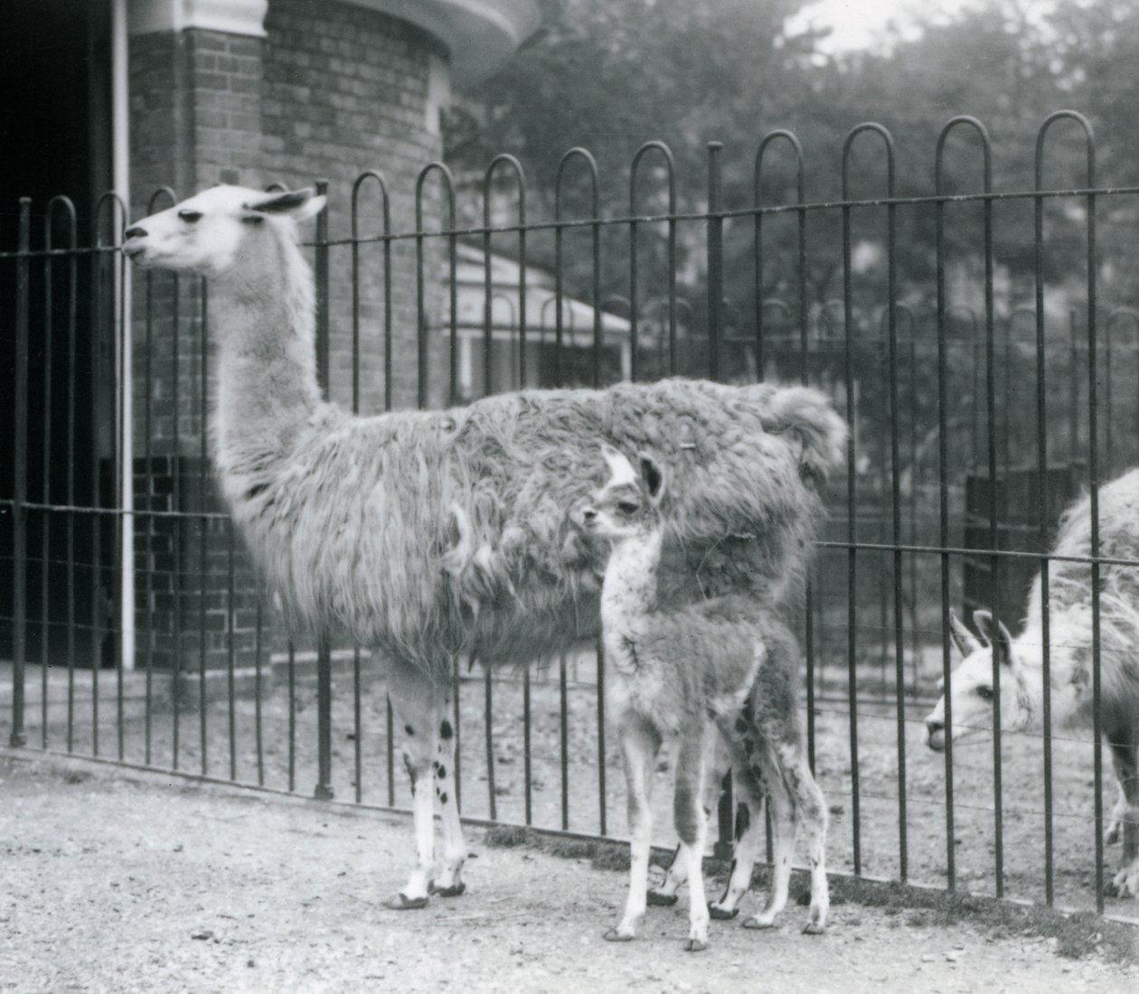 1926年、ロンドン動物園で母親と赤ちゃんのラマまたはクリア 作： フレデリックウィリアムボンド