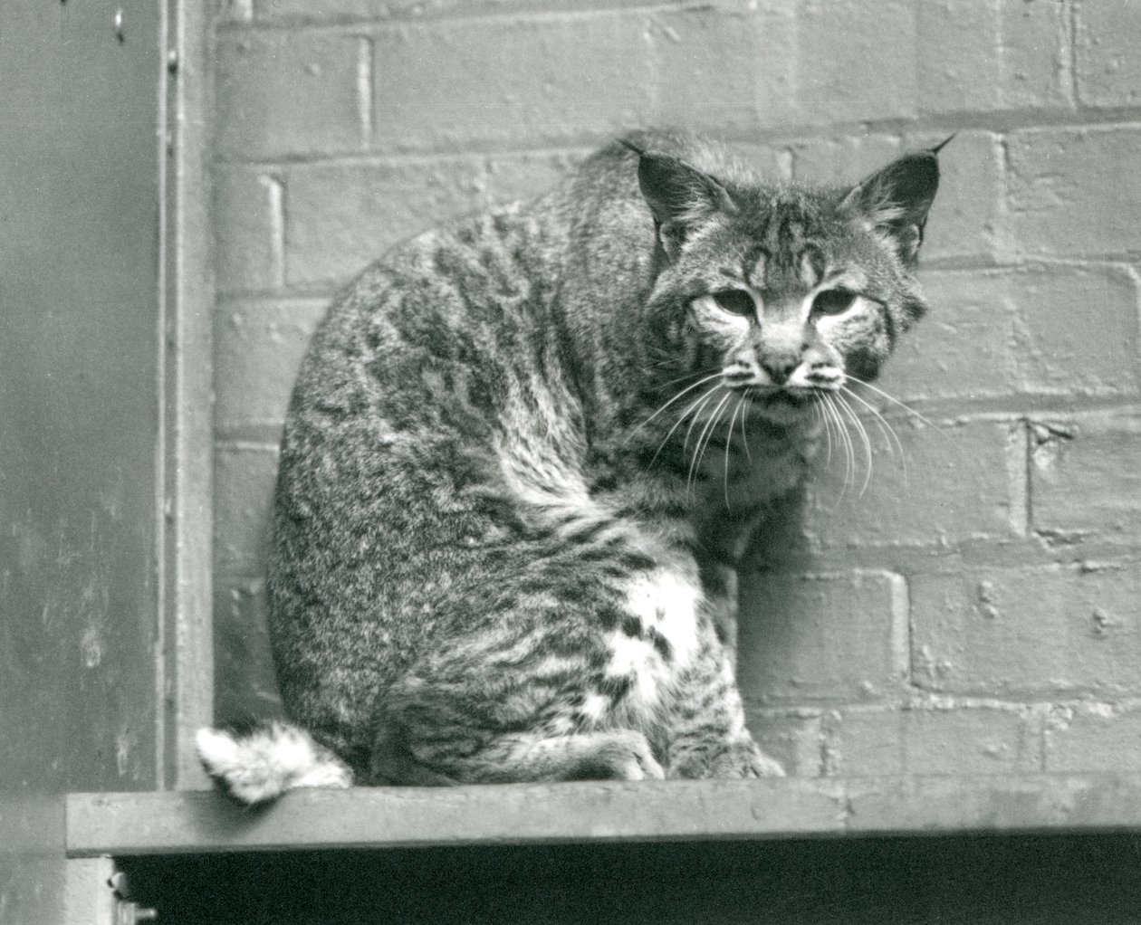 1925年3月、ロンドン動物園の囲いの中にある棚の上から見下ろすベイリンクスボブキャット 作： フレデリックウィリアムボンド