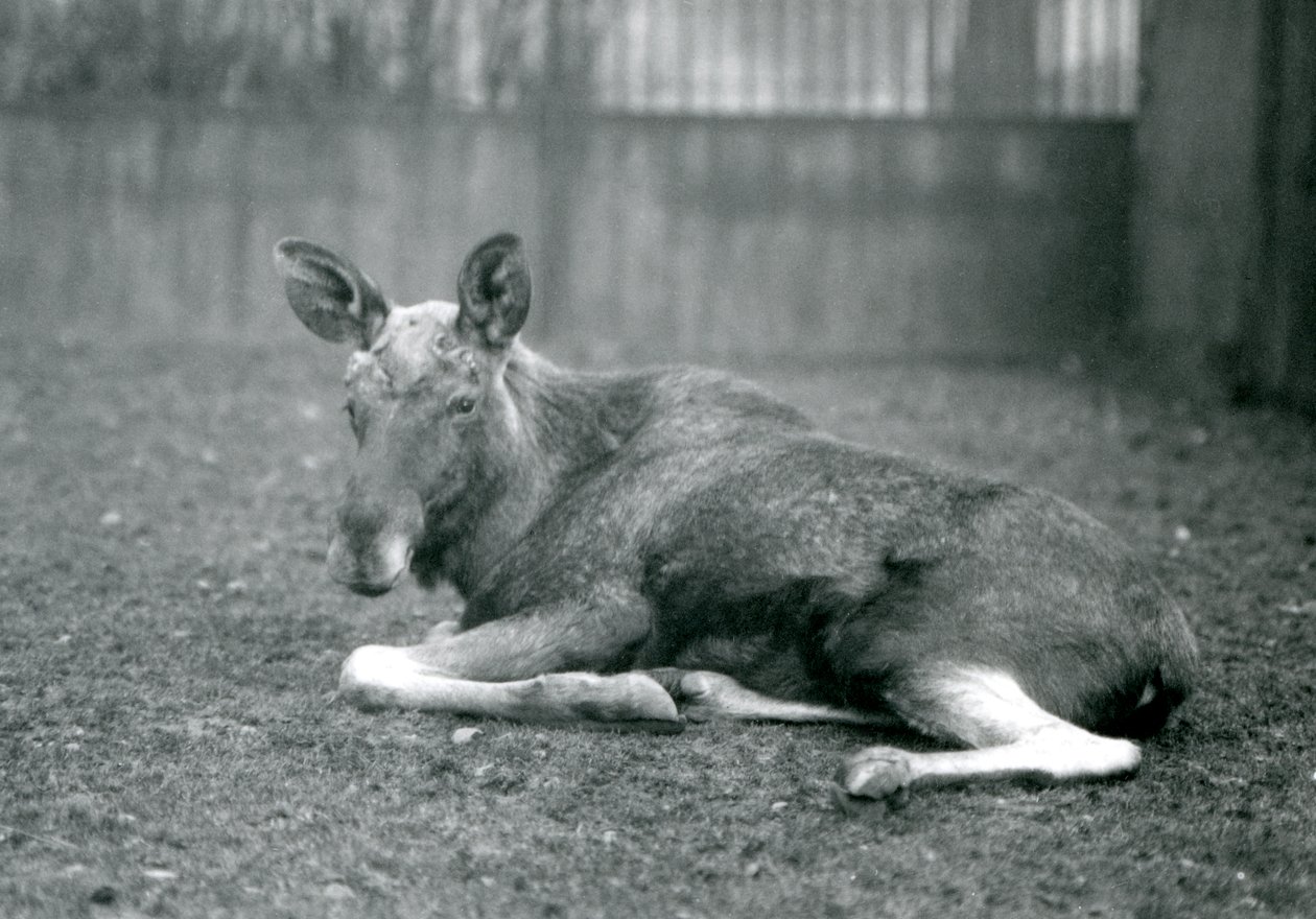 1926年1月、ロンドン動物園で横になっていた、最近流された枝角の傷跡を見せている雄牛のElkMoose 作： フレデリックウィリアムボンド