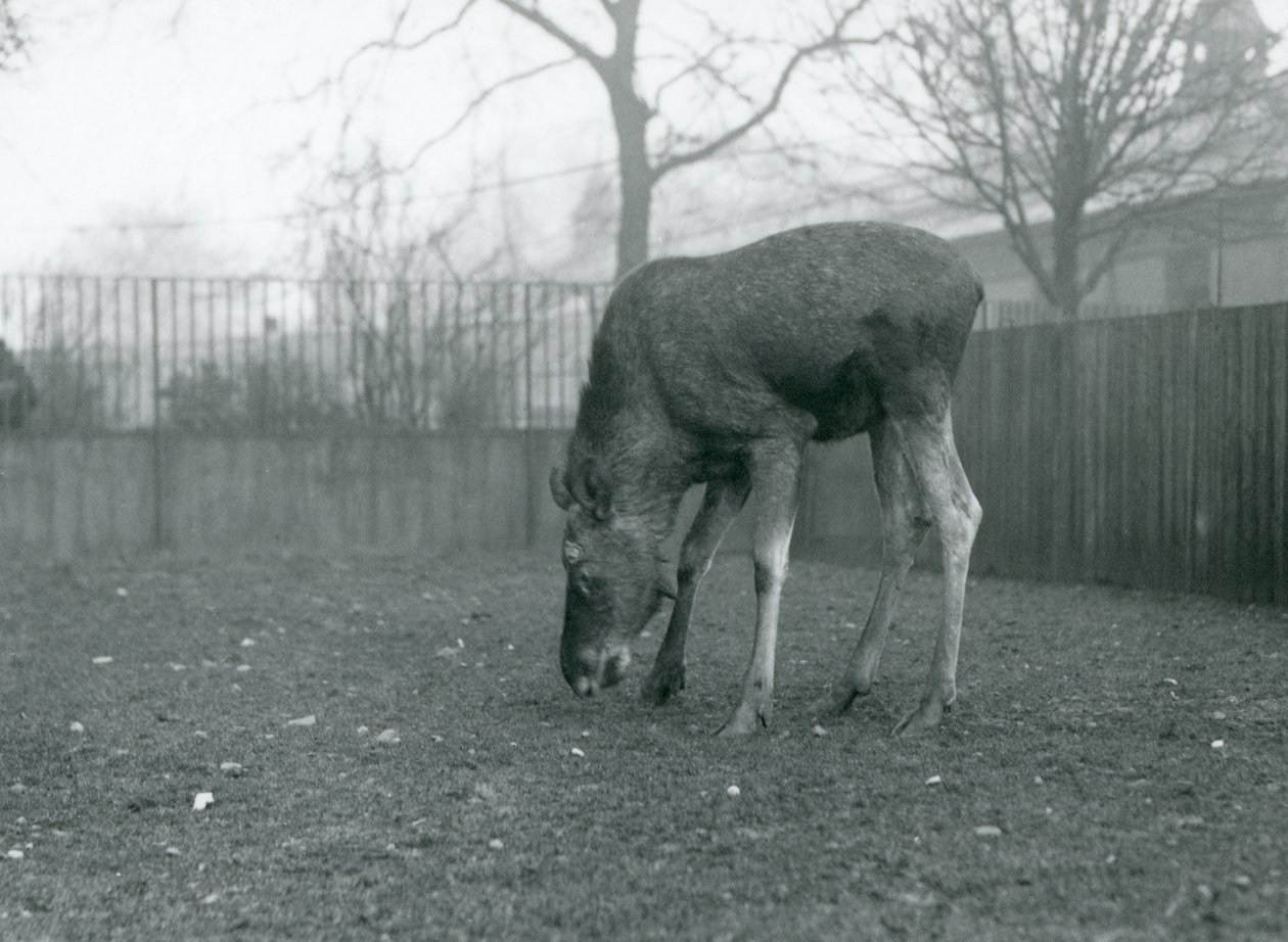 パドックに立ち、草むらに向かって手を伸ばす雄のエルク／ムース（ロンドン動物園、1926年1月）（モノクロ写真 作： フレデリックウィリアムボンド